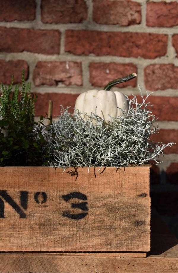 Herbstdeko, Silberkraut, weißer Kürbis, schlicht und ergreifend, Holzkiste