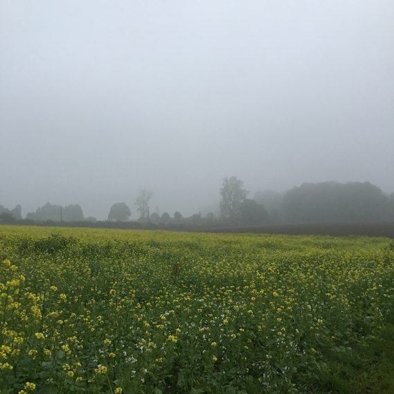 Gelbe Rapsblüte in tiefsten Nebel getaucht