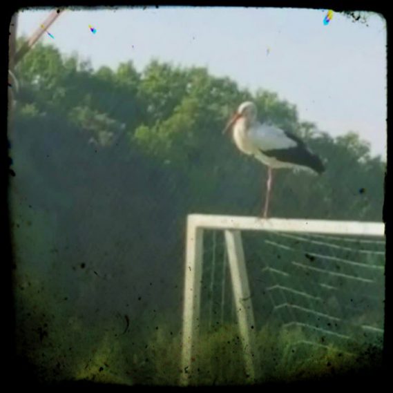 Storch auf Fußballtor