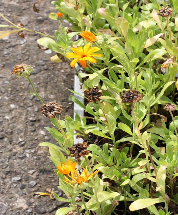 Ringelblumen in Blumenkasten Draufsicht, einige blühen, andere schon Samen