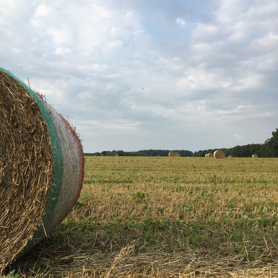 Strohrolle auf abgemähtem Kornfeld angeschnitten, Blick auf Feld und andere Rollen