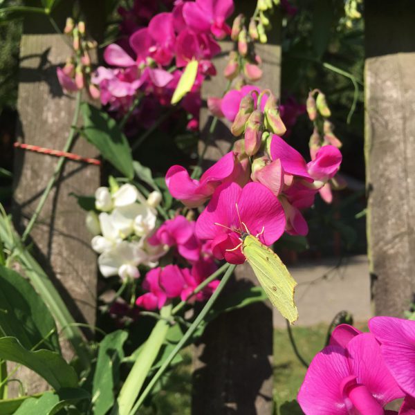 Schmetterling, Wicken, Blumen, Sommer