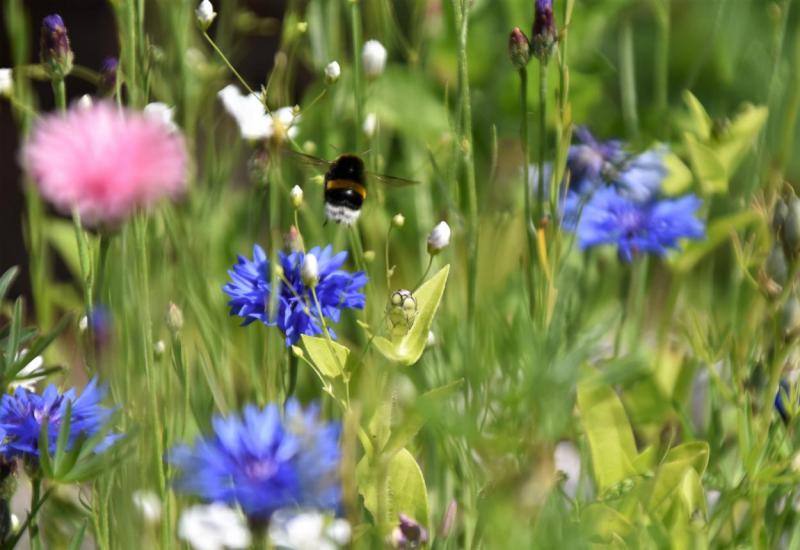 Bienenrettung, Bienenlieblingsblumen, lecker, Sommerglück, Honig sammeln, Blumenwiese