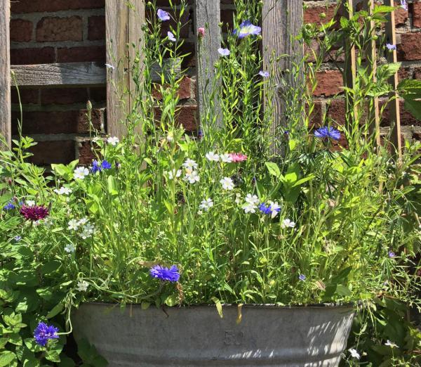 Zinkwanne, Bienenlieblingsblumen, Bienenrettung, Sommerblumen, Gartenlust