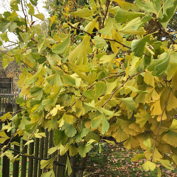 gelb werdende Gingkoblätter