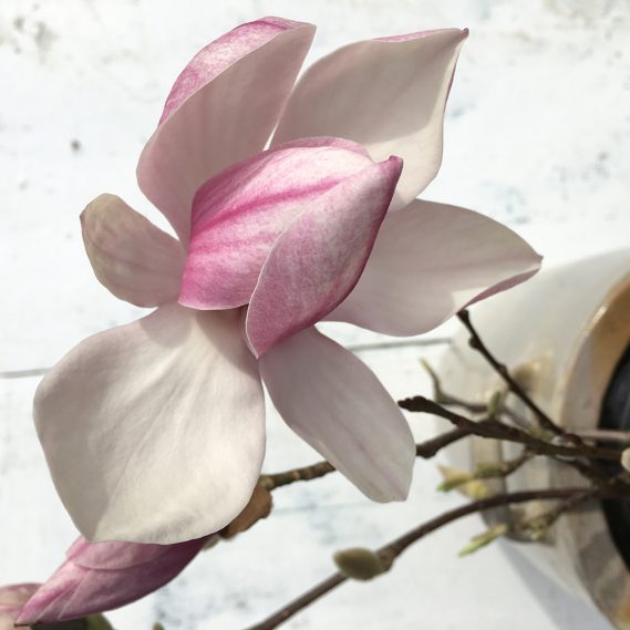 Draufsicht einzelne Magnolienblüte