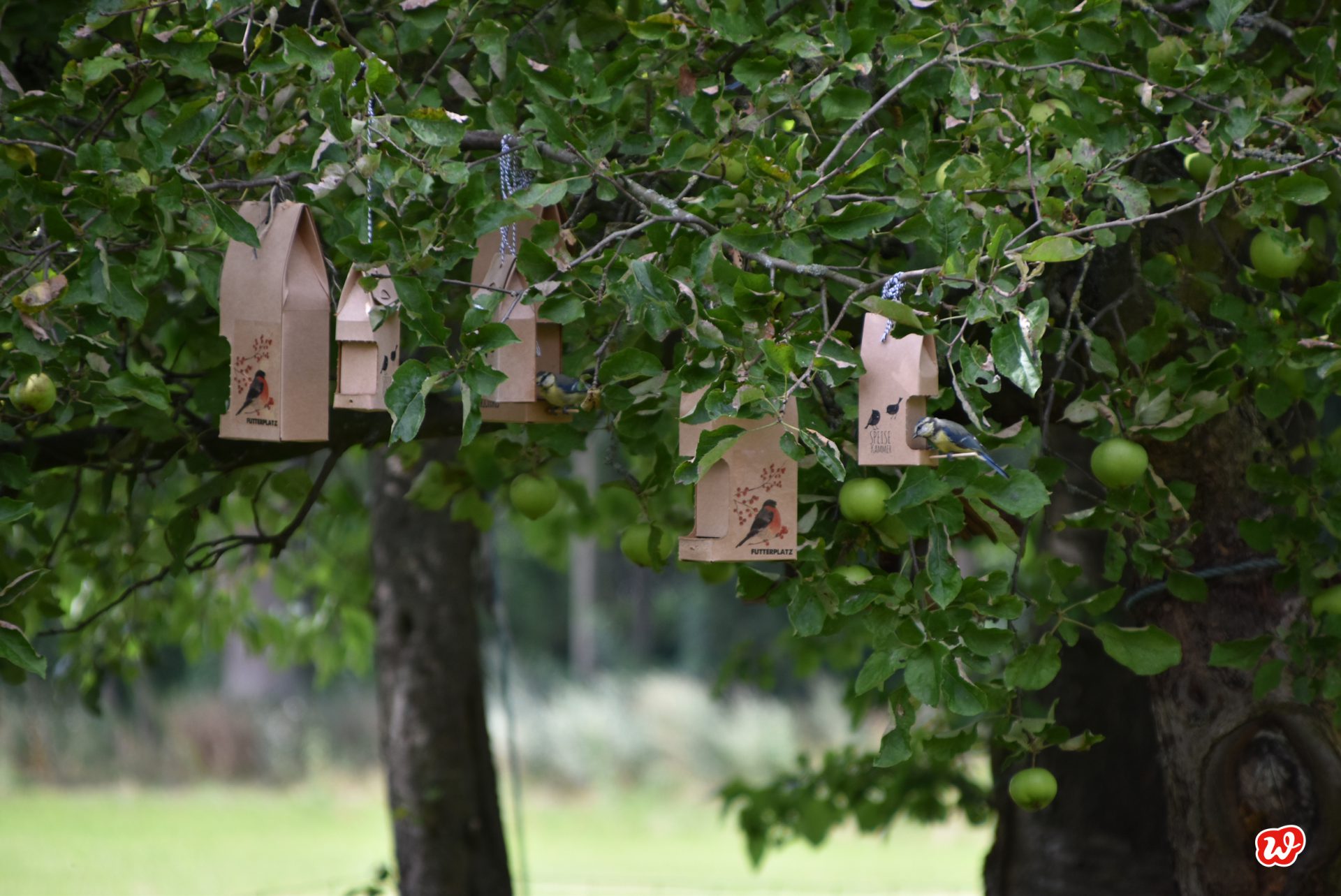 Wunderle Wildvogelfutterhäuser in Apfelbaum