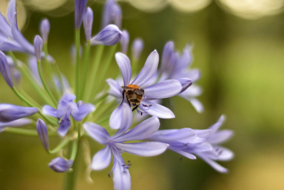 Bienenrettung, let them bee, Bienen helfen, Bienenblumen, lecker, Wunderle, gefertigt in Werkstätten für behinderte Menschen