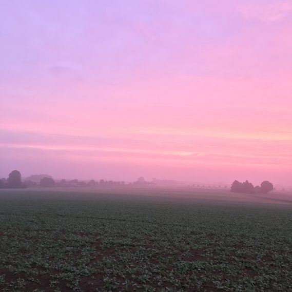 Rosaroter Himmel über den Feldern