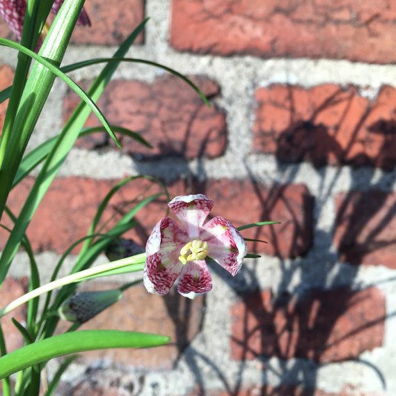 Einzelne Blüte