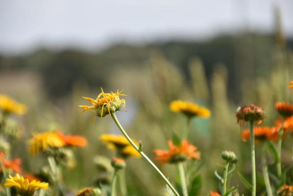 Ringelblumen, bye bye Sommer, verblüht, Blumenfeld