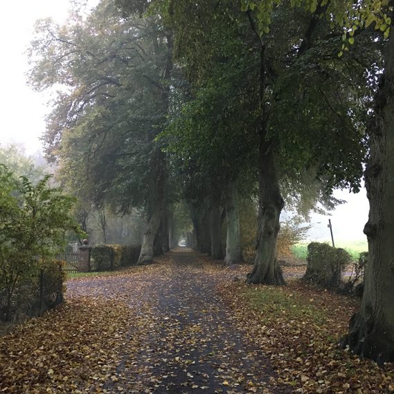 Waldspaziergang, einladender herbstlicher Weg