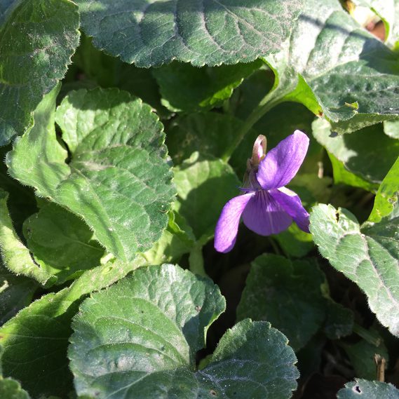 Lila Veilchenblüte im Grün