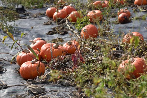 Kürbisfeld, Kürbisse, Herbst, Pummelchen, lecker