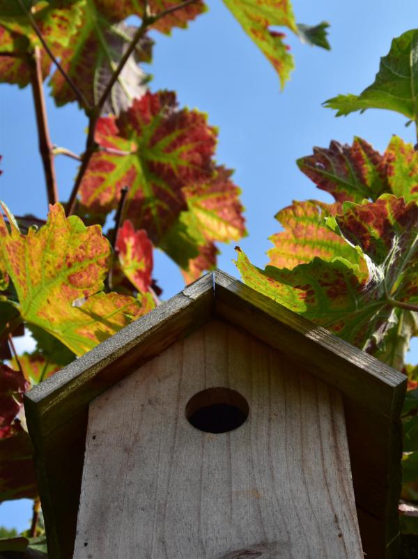 Vogelhäuschen, Weinlaub, Herbstverfärbende Blätter, blauer Himmel