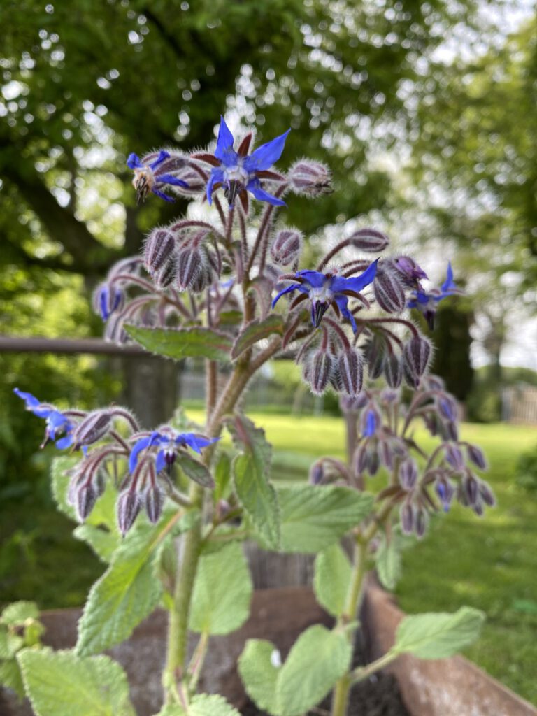 Knallig blaue Borretschblüten