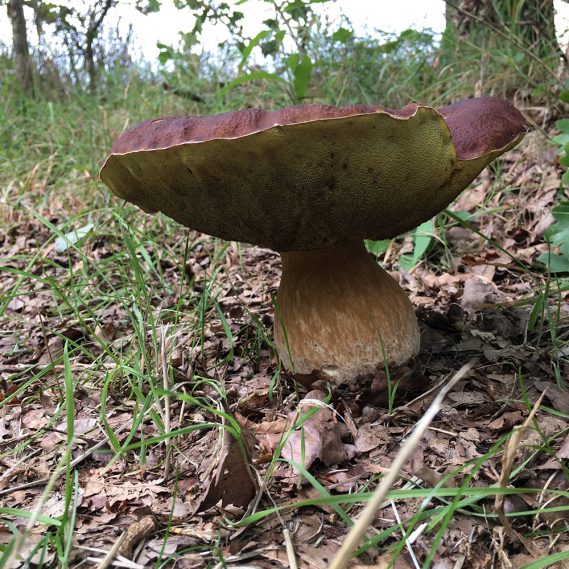 Steinpilz in Gras und Laub