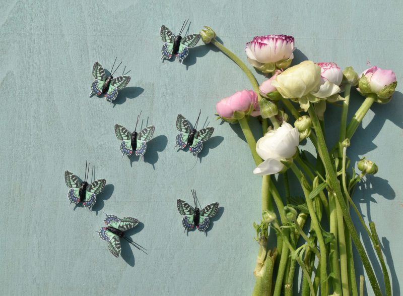 Schmetterlinge, Wunderledetail, Frühling, Draussenzeit, Ostern, Leichtigkeit