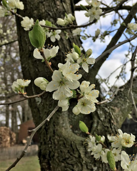 Frühling, Pflaumenblüte, Ostern, Grünende Natur, Freude, Endlich