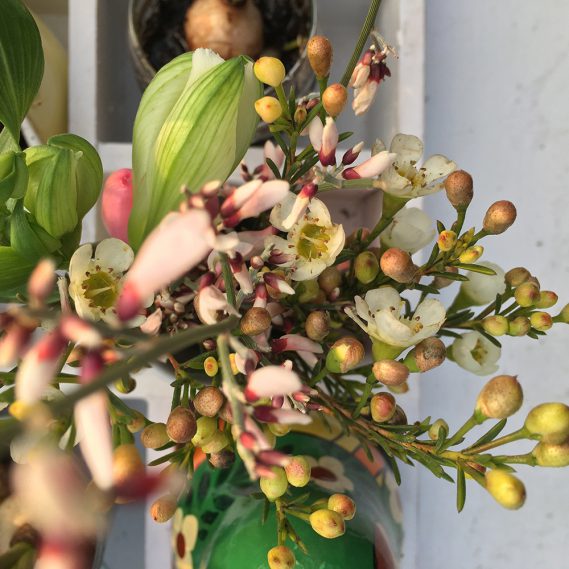 Nahansicht Wachsblumen und Ginster