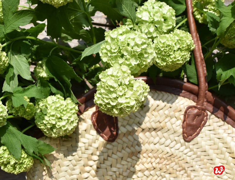 Schneebälle, Natur, Dekoration, Korbtasche gefüllt mit Blumen