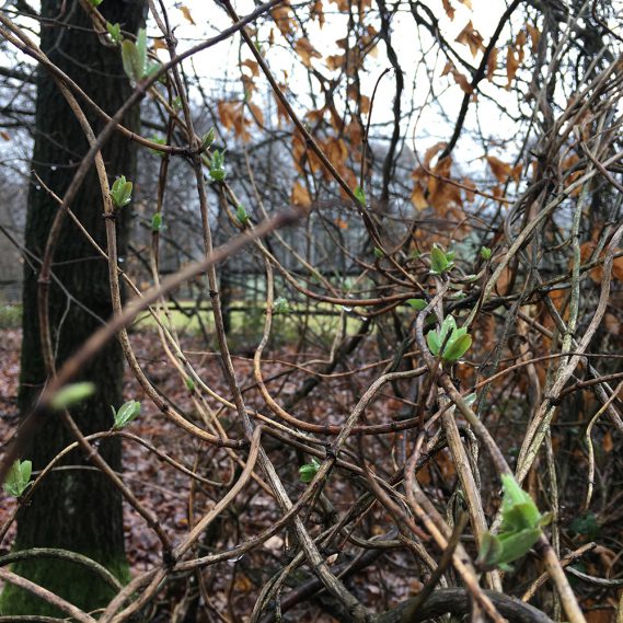 Knöterich im Wald