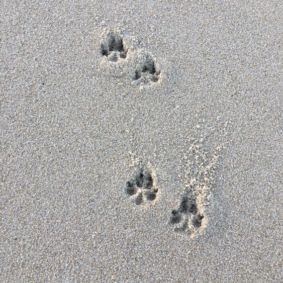 Hundepfotenabdrücke im Sand