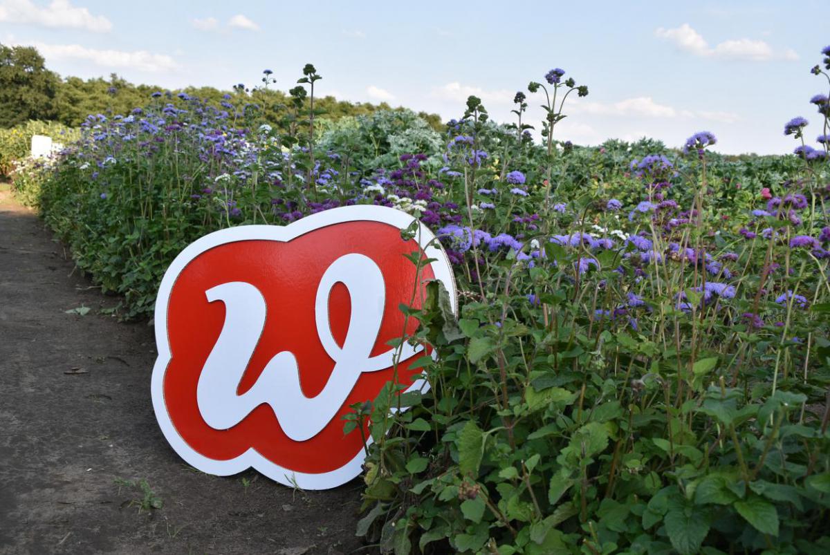 Wunderle, Wunderle-Logo im Blumenfeld, Geschenkideen, gefertigt in Werkstätten für behinderte Menschen