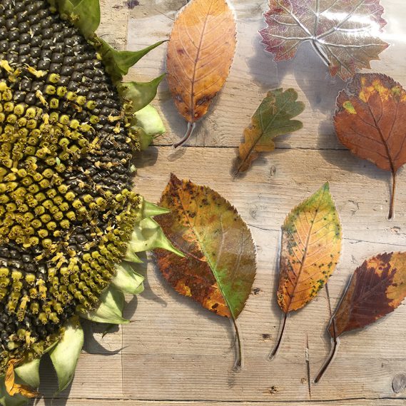 Vertrocknete Sonnenblume mit getrockneten Blättern laminiert