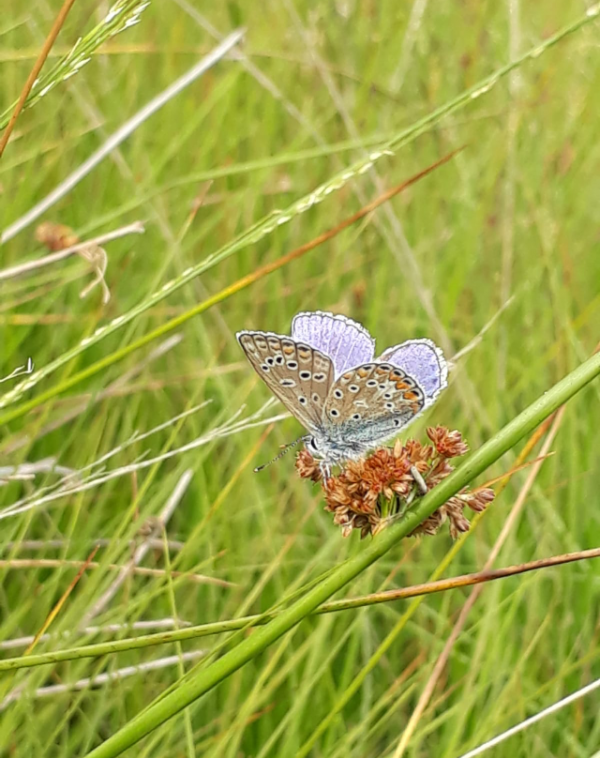 Schmetterling, Natur, Wiese, Naturschutz, Insektenrettung