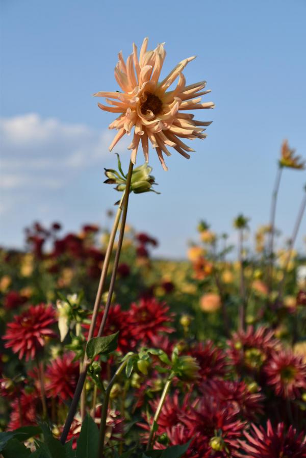 Blume, Dahlie, Blumenfeld, Selberpflücken, Spätsommer