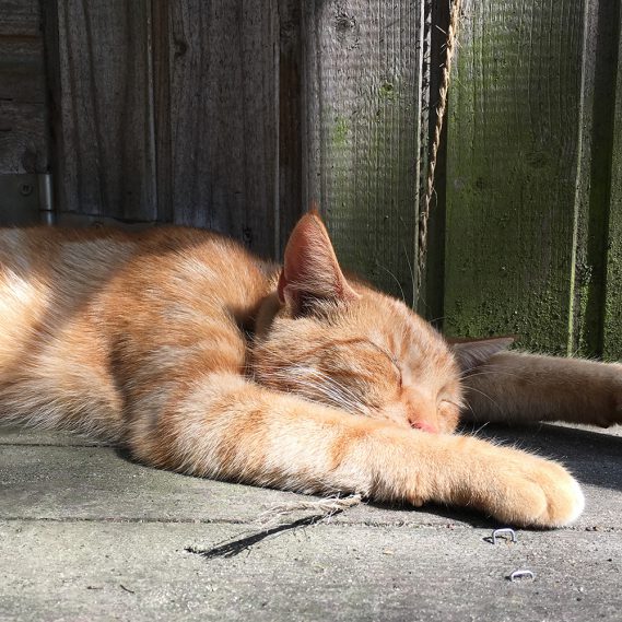 Schlafender Kater vor Holzhütte