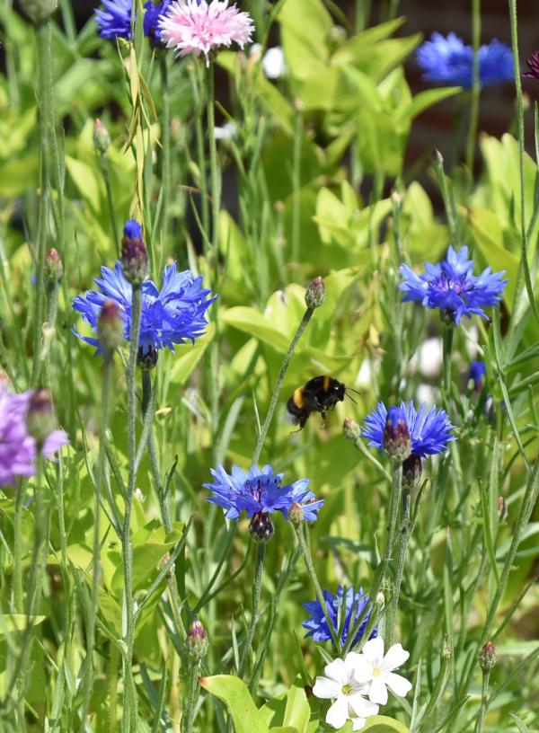 Bienenrettung, Sommerglück, Blumenwiese, Bienenlieblingsblumen, Honig sammeln, Insekten, summ summ summ, Bienchen flieg herum