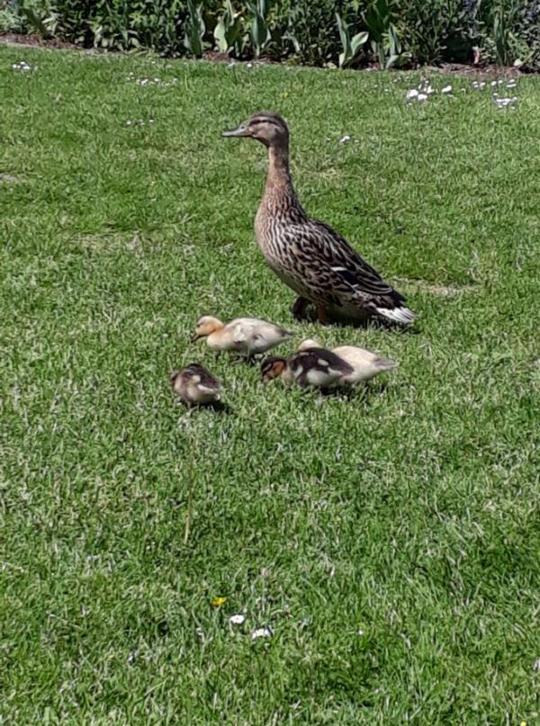 Entenmama mit Küken auf Rasen, Tierkinder, süß, Natur