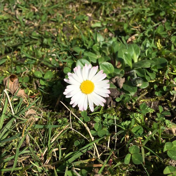 Gänseblümchen, Blume, Frühlingsbote, die kleinen Dinge, Wiese