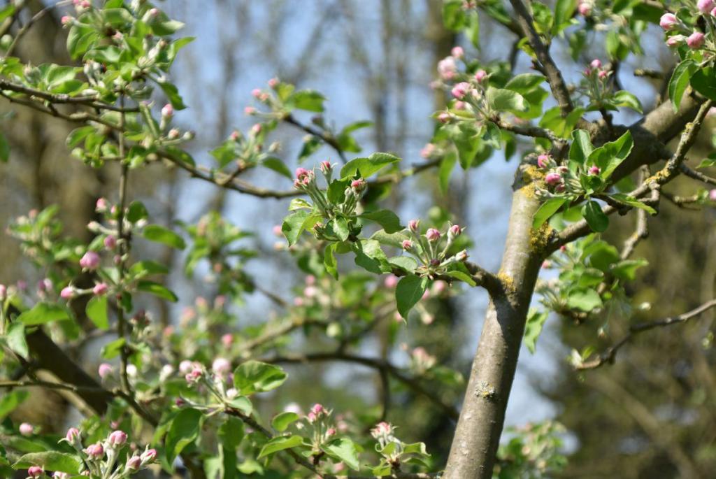 Zart beginnende Apfelblüte