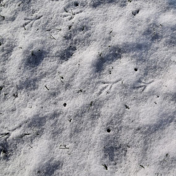 Vogelspuren im Schnee, Speisekammer, Winter, die kleinen Dinge