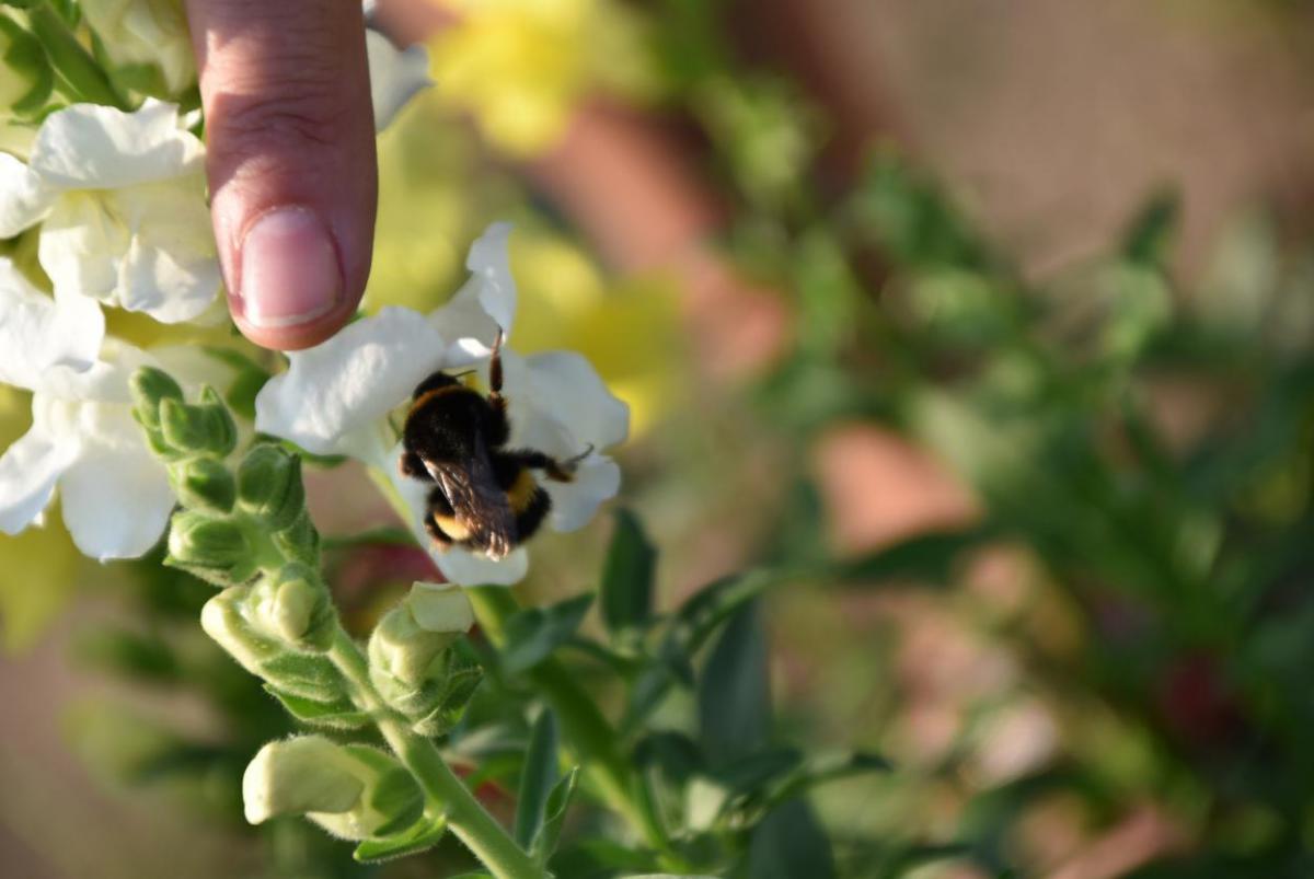 Hummel, lecker, Insekten schützen, Sommer, die kleinen Dinge