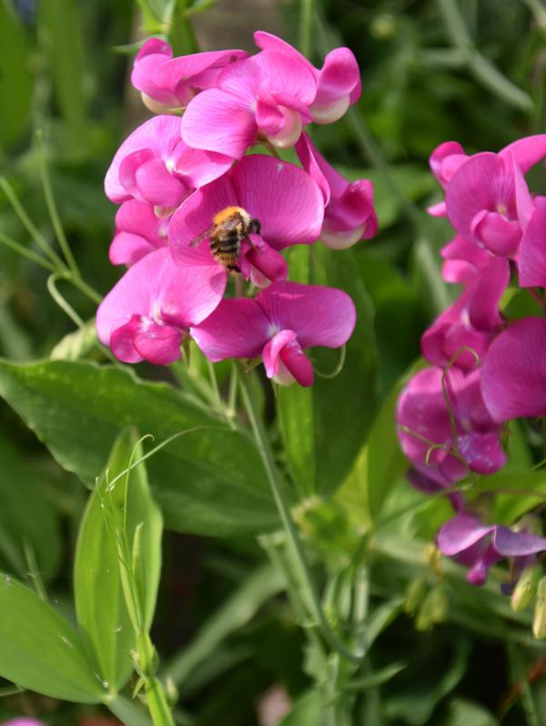 Duftwicke, Lieblingsblume. pink, Gartenglück, Sommer, la vie en rose, Blumenliebe