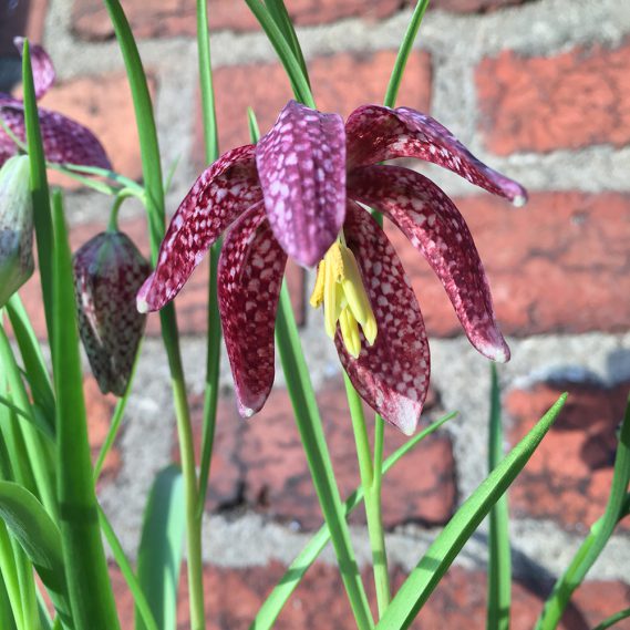 Nahansicht Blüte