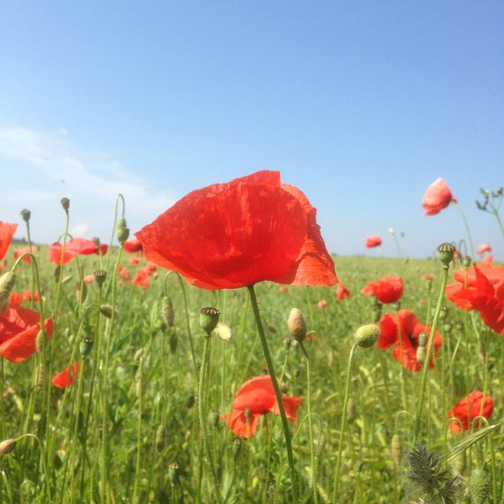 Knallrote Mohnblume vor hellblauem Sommerhimmel