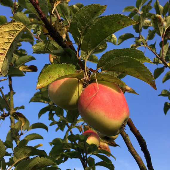 Apfel rotbackig am Baum vor strahlend blauem Himmel