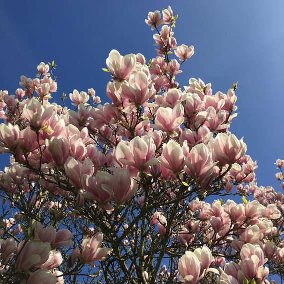 Magnolienbaum in schönster Blüte