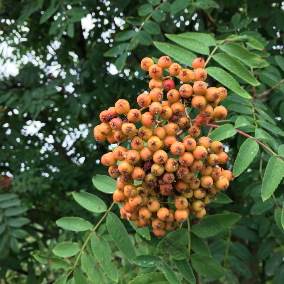 Errötende Vogelbeeren nah