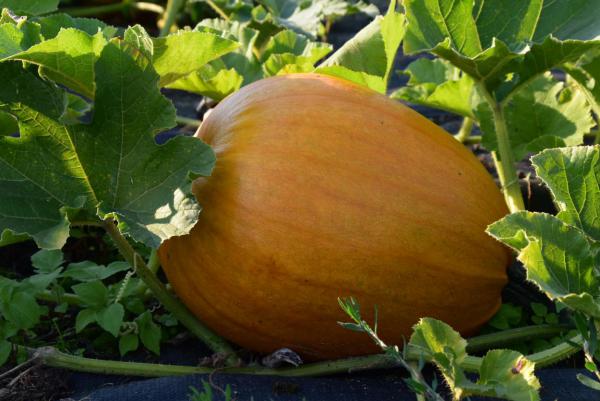 Kürbis, lecker, Pummelchensaison, Herbst, Erntezeit