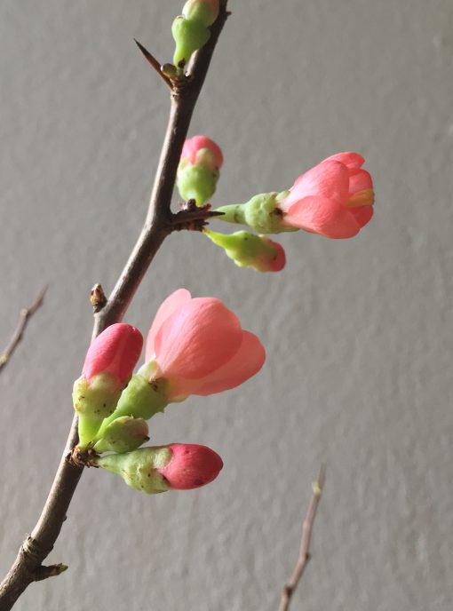 Quittenblüten, Frühlingsboten, la vie en rose, Februarmotto