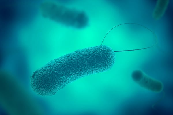 bacteria legionella