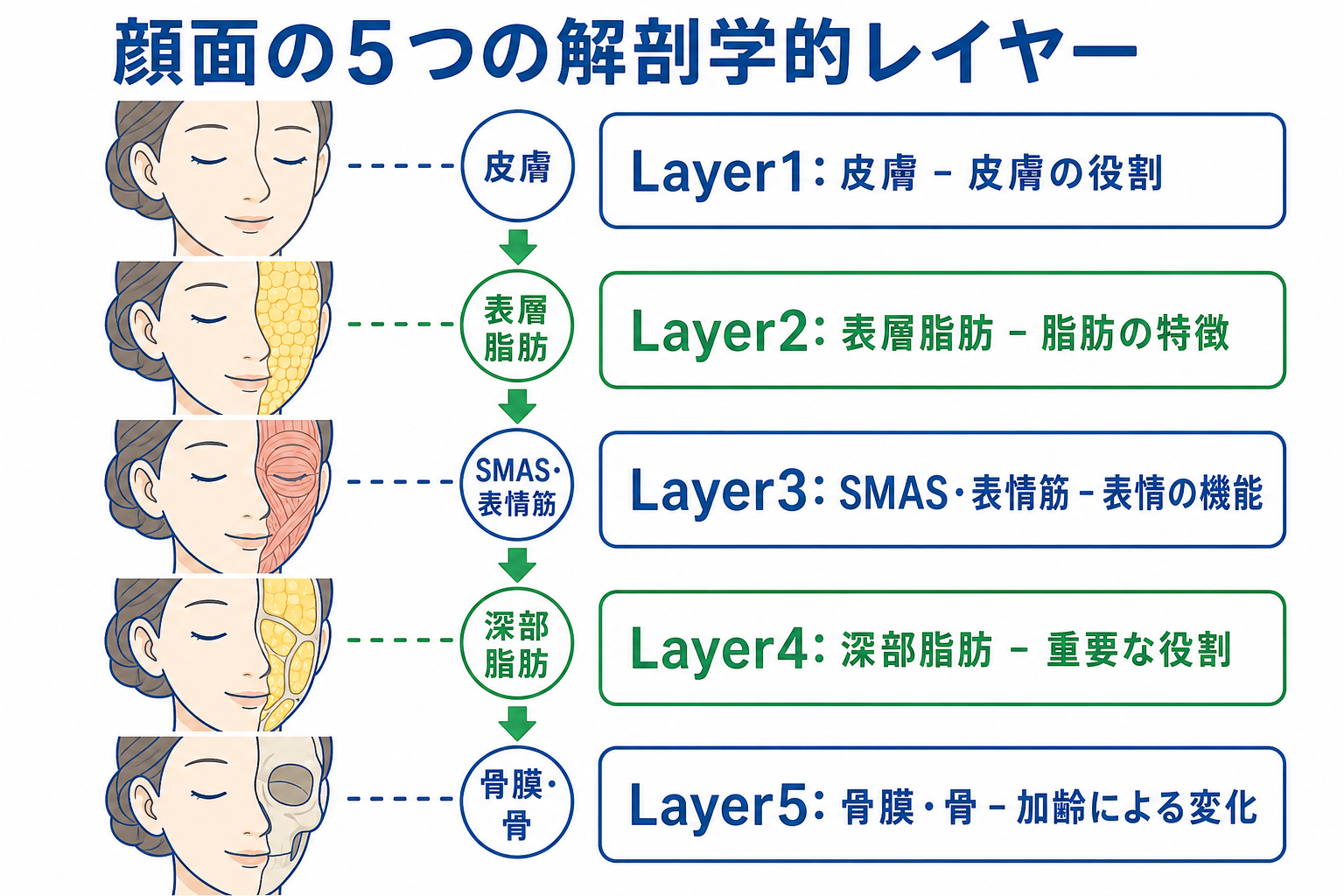 顔面の5つの解剖学的レイヤーとは