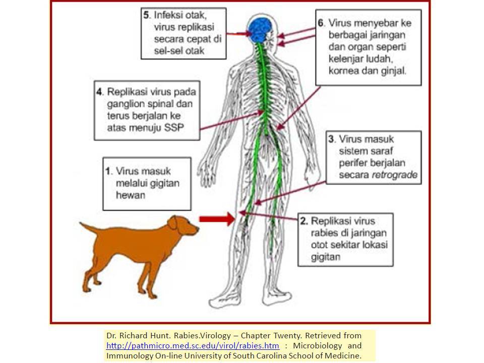 Infeksi Rabies Terapi Anti Rabies Untuk Dokter IGD | Meducine