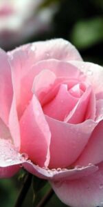 Forever Memories Obituaries - Shirley Dianne Holman